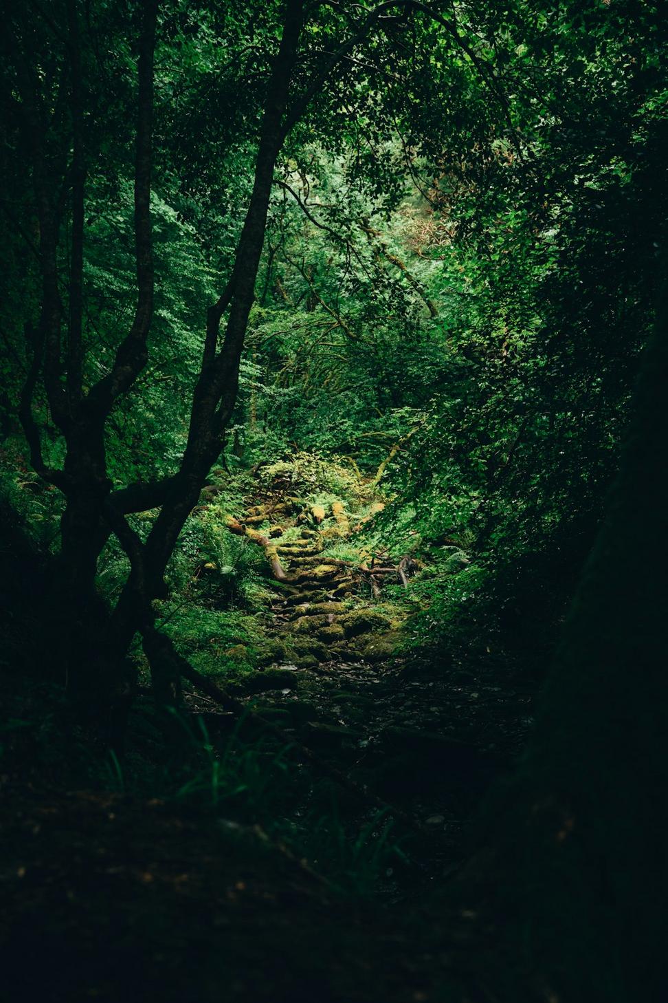 Wilderness Survival Fitness